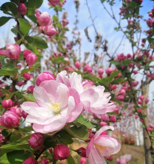 白色海棠的花语与寓意（花好月圆）