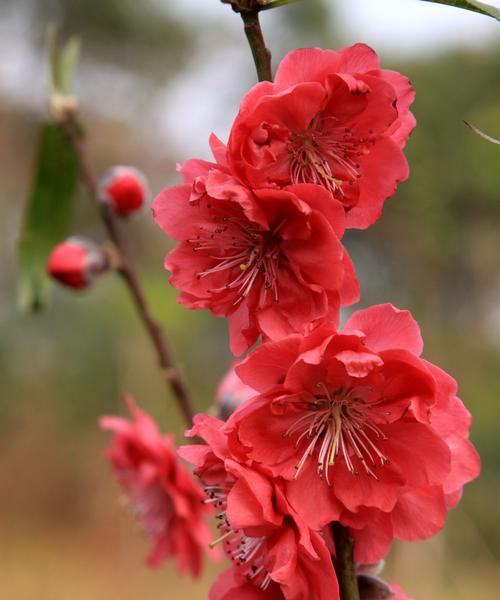 白色桃花的花语（神秘）