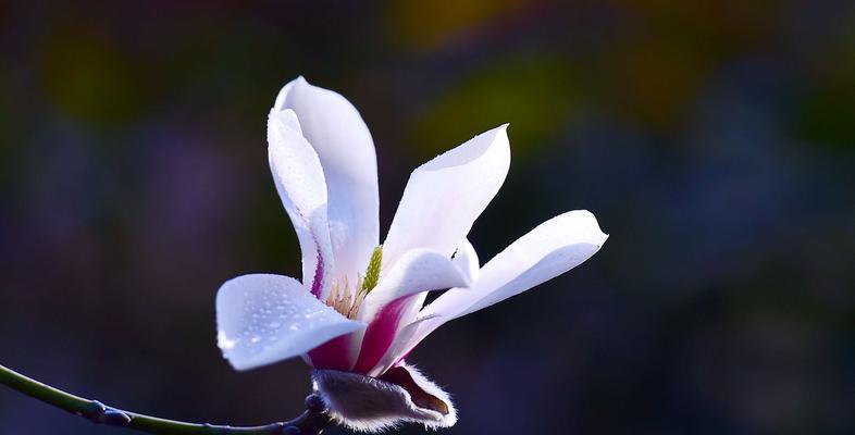 白色玉兰花的花语与美丽（探寻白色玉兰花花语的深意）