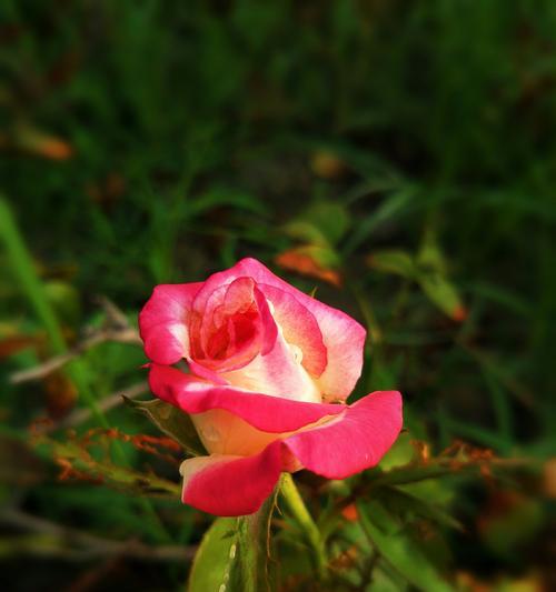 白色月季的花语与美丽（秋日的芬芳与清新）