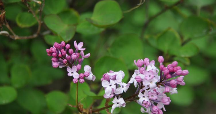 白色紫丁香花语（探索白色紫丁香花语的深层含义）