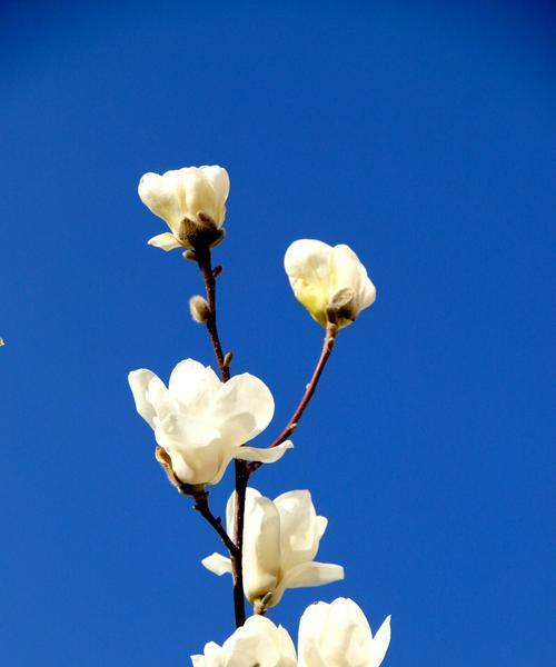 白玉兰花语之美——坚韧与纯洁（白玉兰花的寓意与象征）