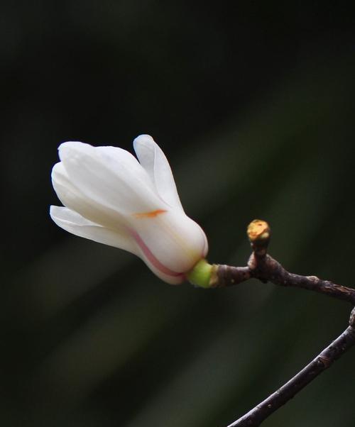 白玉兰花语之美——坚韧与纯洁（白玉兰花的寓意与象征）