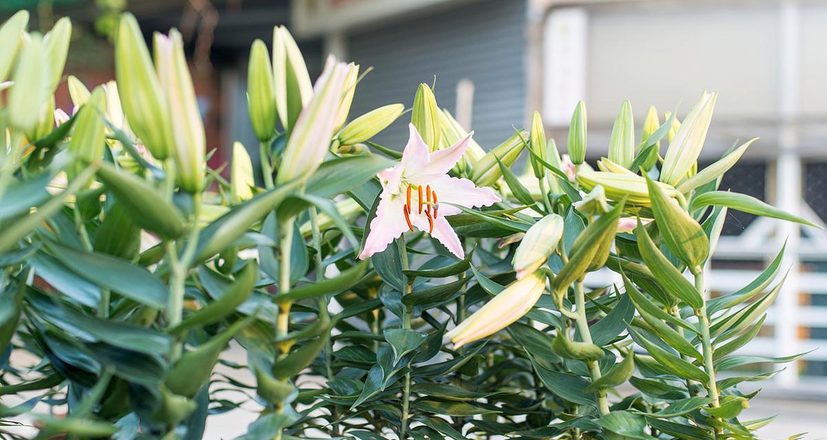 百合竹花的美丽与象征意义（揭示百合竹花的独特魅力和文化内涵）