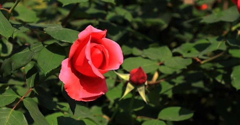 探寻北京夏菊的花语之美（夏菊的五彩斑斓与芬芳馥郁）