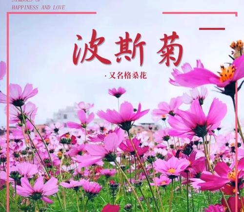 以波斯菊花的寓意为主题的文章（探索波斯菊花的象征意义）