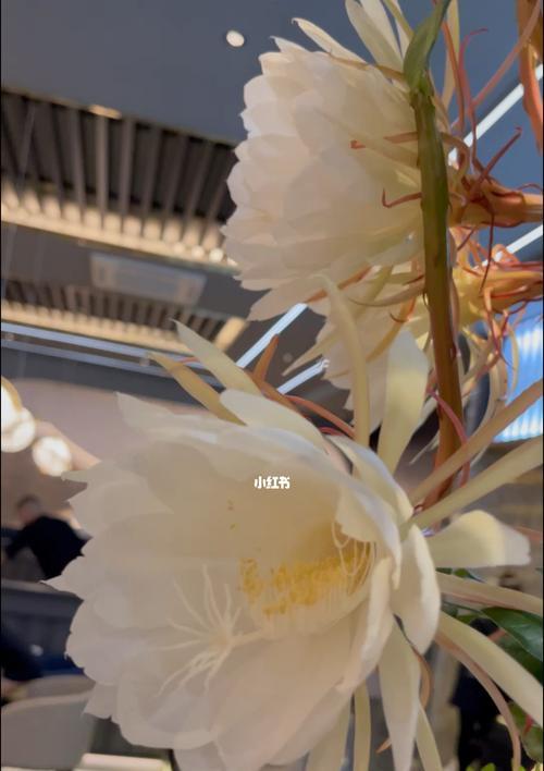 昙花绽放的多重意义（探索昙花的花色与寓意）