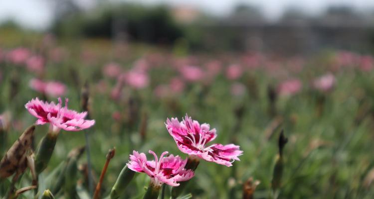 常夏石竹花语——爱与美的象征（唤醒心灵的清新芬芳）