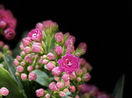 长寿花的花语之不同颜色的含义（探究长寿花各种颜色的隐含寓意）