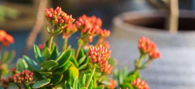 长寿花的花语与寓意（探索长寿花所蕴含的健康与长寿的含义）