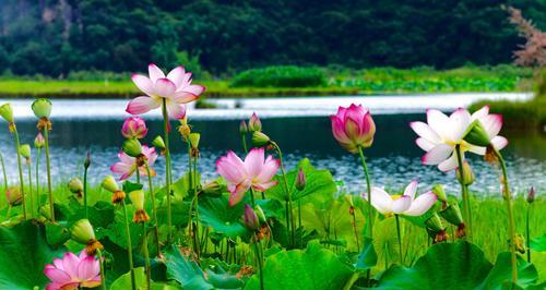 窗前荷花——寄托心灵的美丽（花开花谢）