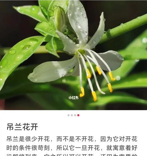 吊兰花语之美——传达幸福与希望的绿色使者（以吊兰花语了解幸福与希望的象征意义）