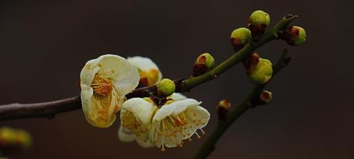 冬天的梅花（梅花的象征意义与文化传承）