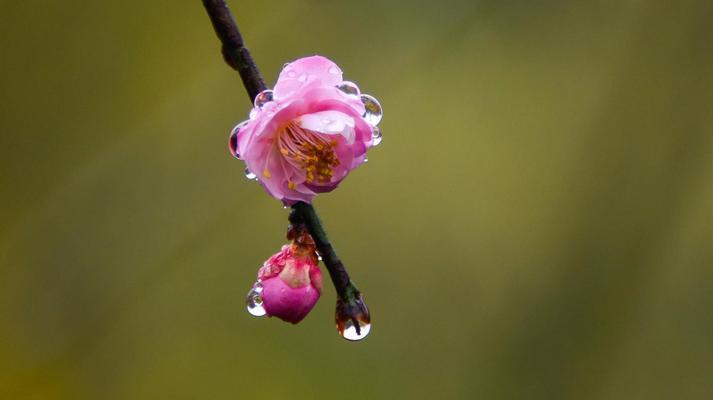 冬日梅花的独特之美（冬日梅花绽放的奇迹）