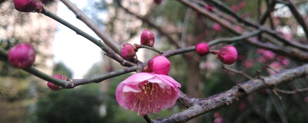 冬日梅花的独特魅力（冬日盛开的梅花迸发出生机与美丽）