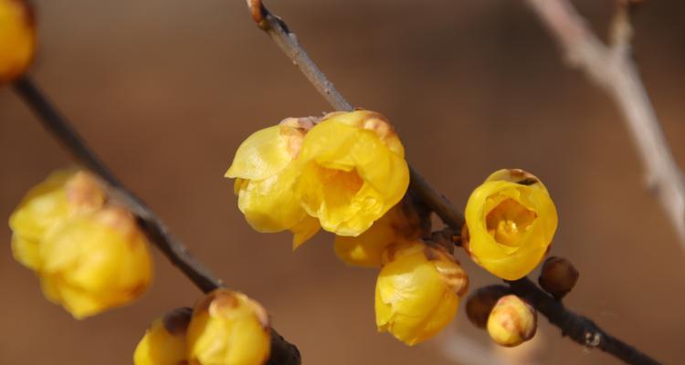 冬日梅花的独特魅力（冬日盛开的梅花迸发出生机与美丽）