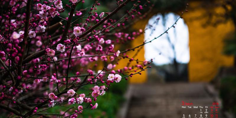 冬天梅花的独特之美（冬天梅花的特点及魅力）