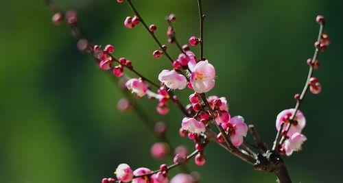 冬天梅花的独特之美（冬天梅花的特点及魅力）