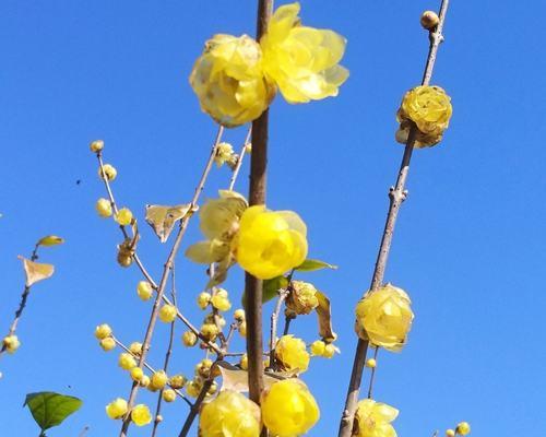 冬天梅花的独特之美（冬天梅花的特点及魅力）