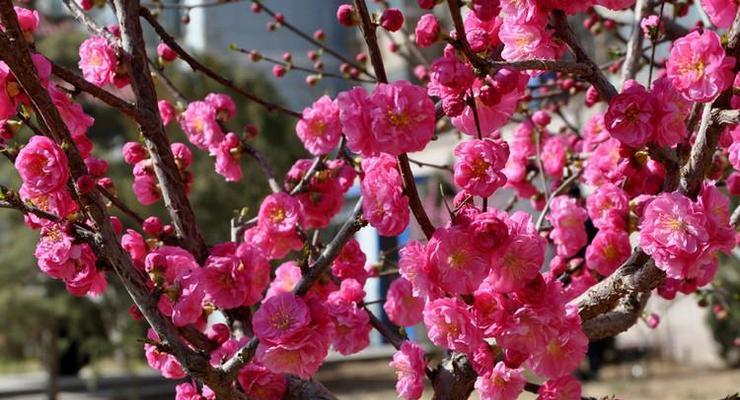 粉色梅花（粉色梅花的花语及寓意）