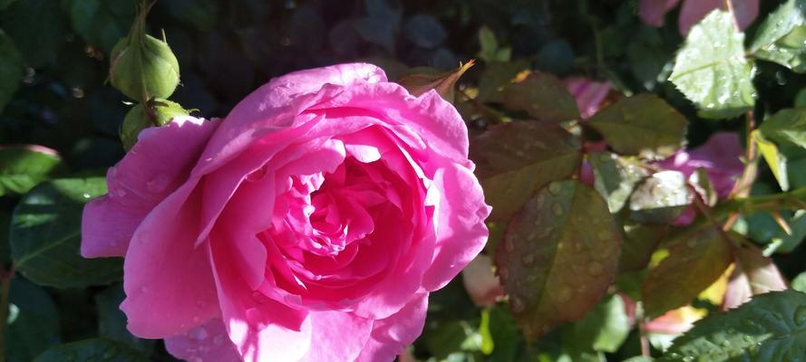 粉色月季花的花语与含义（深入探索粉色月季花的花语）