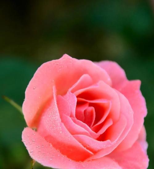 粉色月季花语-美丽的爱的象征（爱情的芬芳永恒）
