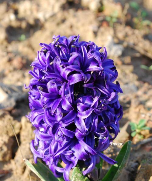 风信子花语，传递美好与祝福（深入解读风信子的颜色花语）