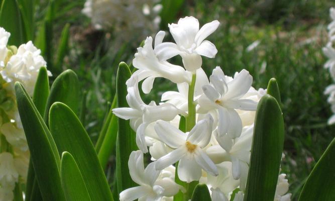 风信子的花语与寓意（解读风信子的象征意义）