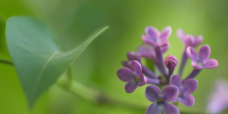 丁香花语（丁香花的花语传达出的深情与浪漫）