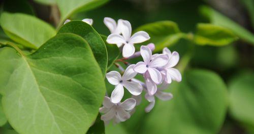 丁香花语（丁香花的花语传达出的深情与浪漫）