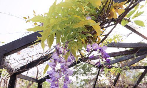 紫藤花语的含义与传说（探索紫藤的浪漫与神秘）