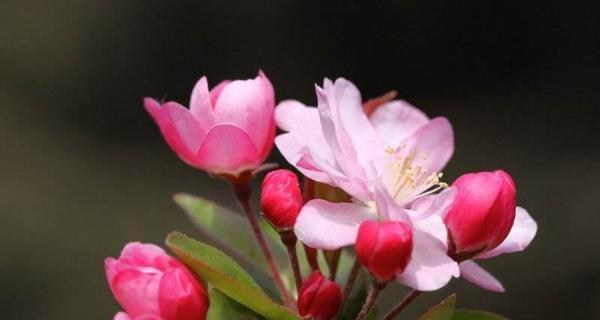 观叶海棠，花开如诗（赏花寄情）