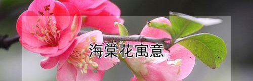 观叶海棠花语与人生境遇（探索观叶海棠的花语）