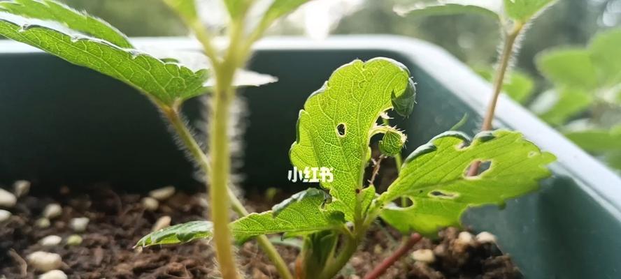 草莓发芽的过程（从种子到幼苗）