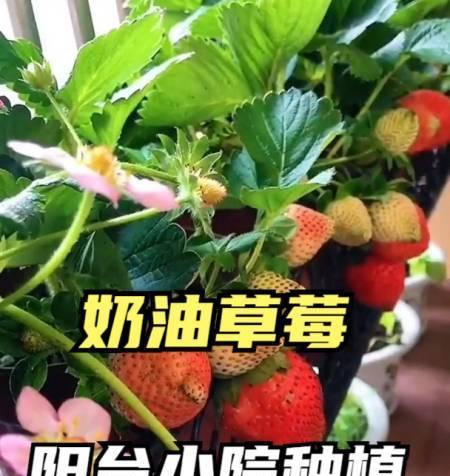 草莓果期的养护与管理（掌握草莓果期关键）