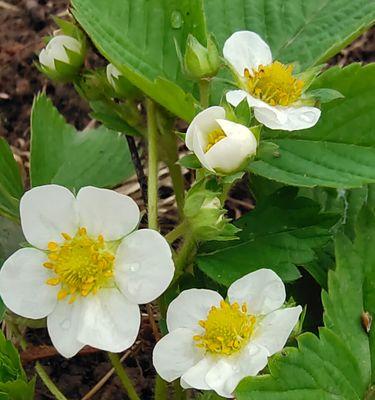 草莓花的寓意和象征意义（探寻草莓花在文化和传统中的地位）