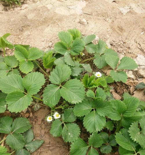 草莓花的寓意和象征意义（探寻草莓花在文化和传统中的地位）