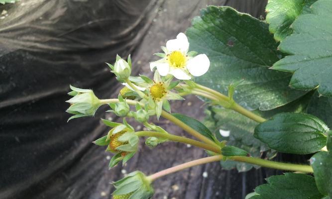 草莓花期管理要点与技巧（从花苞观察草莓花期）