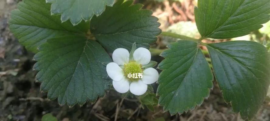 探究草莓花的颜色（草莓花的颜色特征及变化原因）