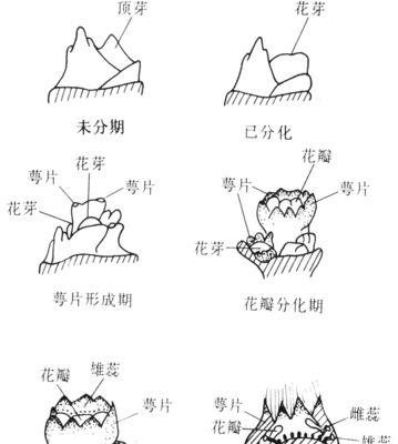 草莓换土的时间和方法（让草莓长势更旺盛）