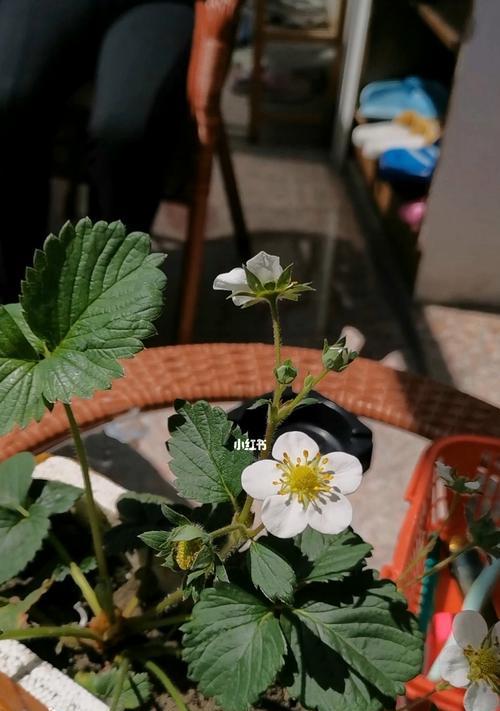 草莓开花结果的时间与方法（掌握草莓开花结果的技巧）