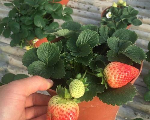 草莓的生长周期及关键环节探析（从种植到果实成熟）