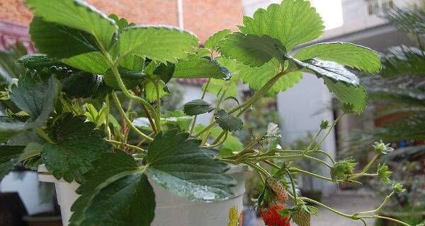 草莓种植时间与季节选择（什么季节种植最好）