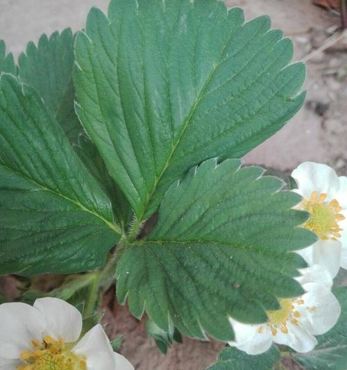 草莓开花的过程与花朵的样子（探究草莓开花的奥秘）