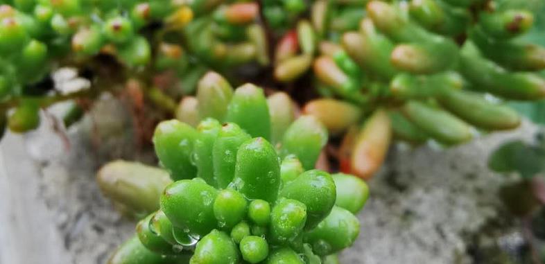 草莓苗的雨水管理（草莓苗淋雨的影响和管理技巧）