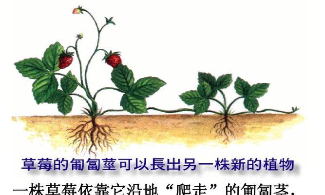 草莓盆栽种植指南（如何选择品种、土壤、水肥、光照和管理等关键因素）