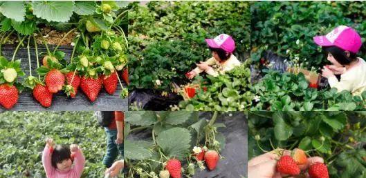 草莓采摘季节详解（草莓成熟采摘时间表及上市情况）