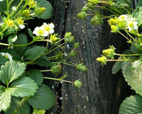 草莓的生长过程及开花结果期（了解草莓的生长周期）