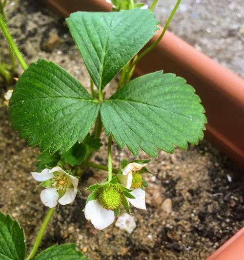 草莓开花结果时间分析（春季草莓花期特征与种植技巧）