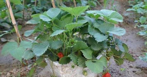 草莓是多年生植物（草莓的生长习性和栽培技巧）